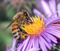 l'abeille