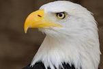 l'aigle