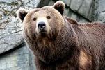 l'ours