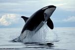 la baleine