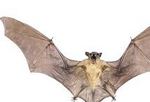 la chauve-souris