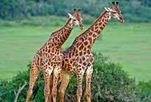 la girafe