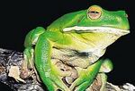 la grenouille
