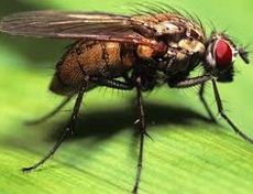 la mouche