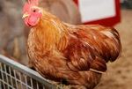 la poule