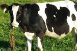 la vache