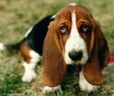 le basset hound