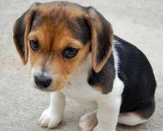 le beagle