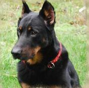 le beauceron