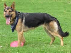 le berger allemand