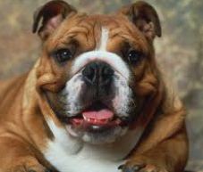 le bouledogue