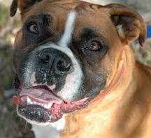 le boxer
