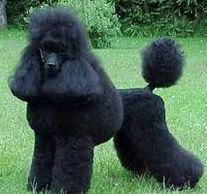 le caniche