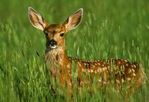 le cerf