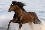 le cheval