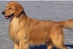 le chien