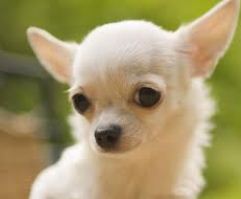 le chihuahua