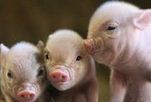 le cochon