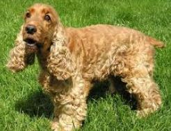 le cocker