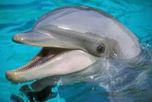 le dauphin