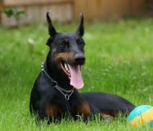 le doberman