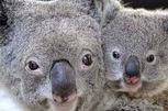 le koala