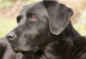 le labrador