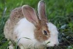 le lapin