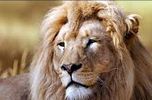 le lion