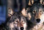 le loup
