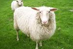 le mouton