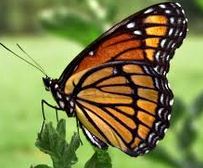 le papillon