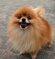 le pomeranian