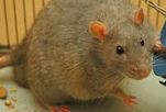 le rat