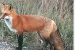 le renard