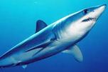 le requin