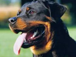 le rottweiler