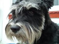 le schnauzer