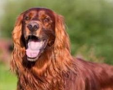 irish setter