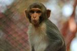 le singe