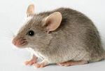 le souris