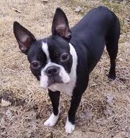 le terrier de boston