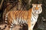le tigre