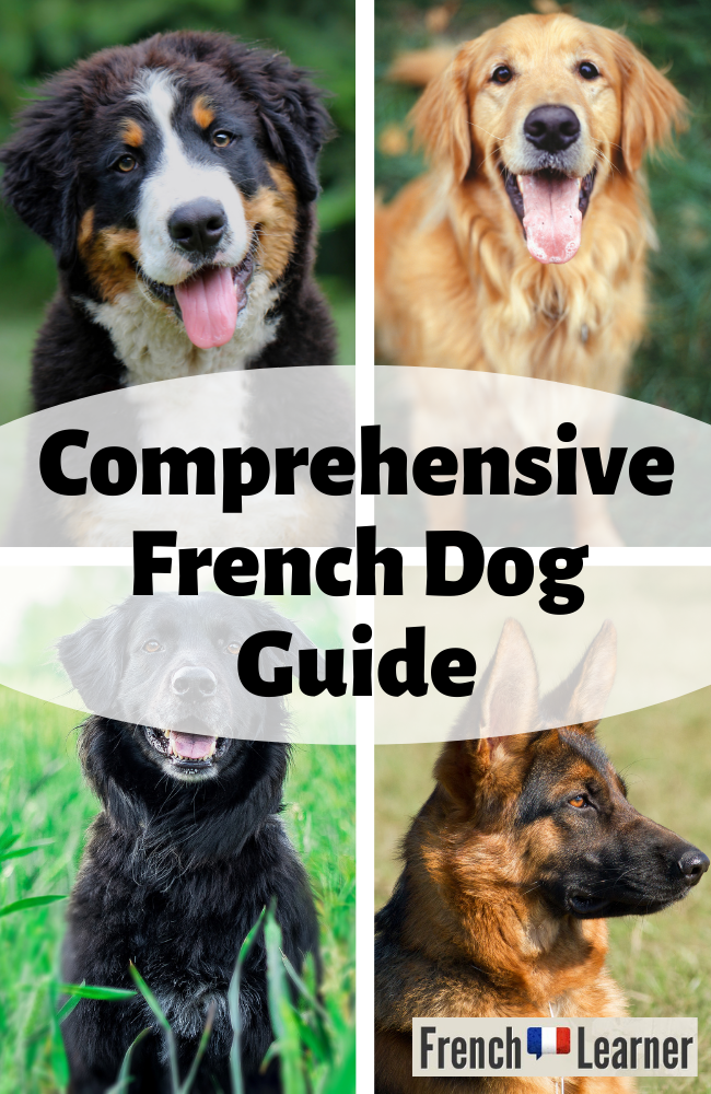 essay on dog in french