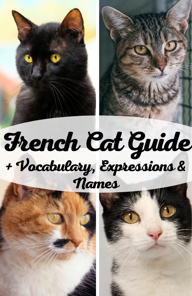French Cat Guide - Vocabulary, Expressions, Names