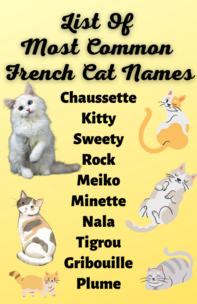Cat In French – Complete Guide To Talk About Your Cat