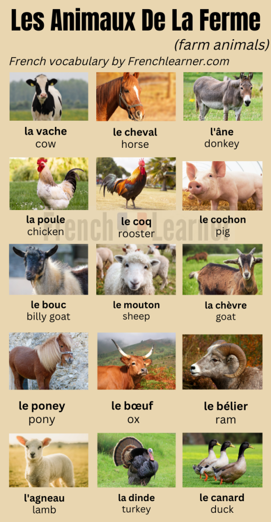 Farm animals in French – vocabulary 27 