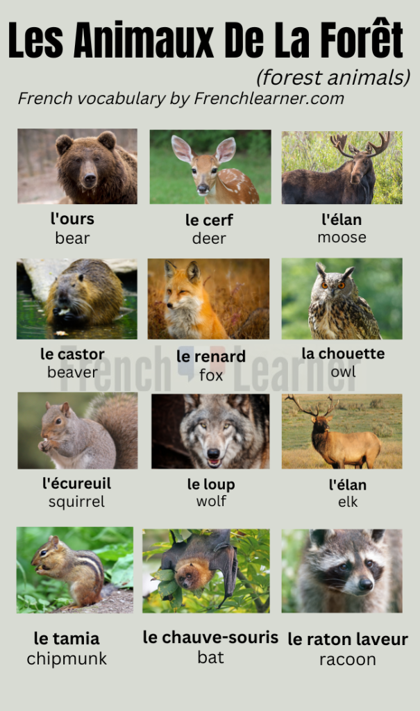 French forest animals vocabulary