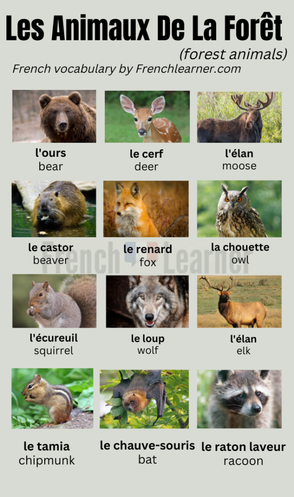 List of 100+ Wild Animals Name, Animals Vocabulary in 2023