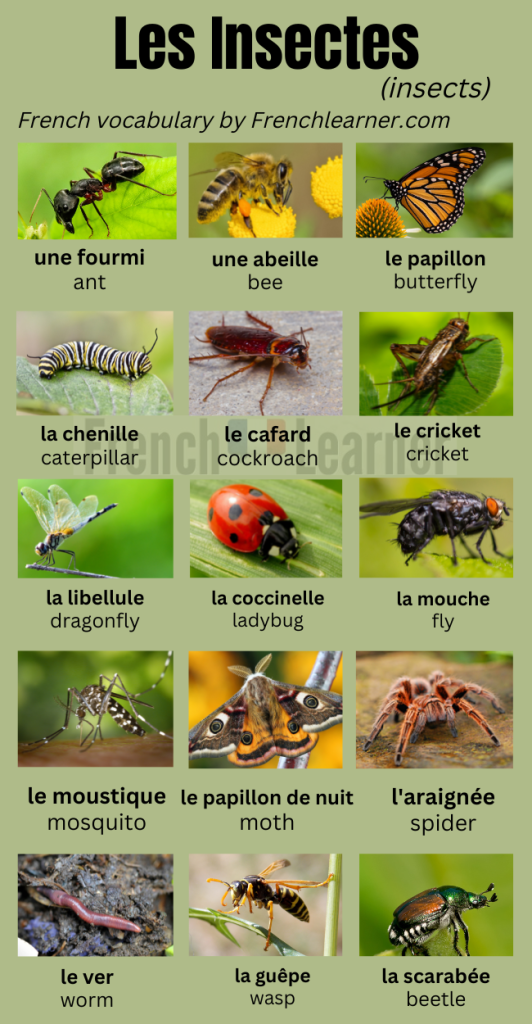 French insect vocabulary